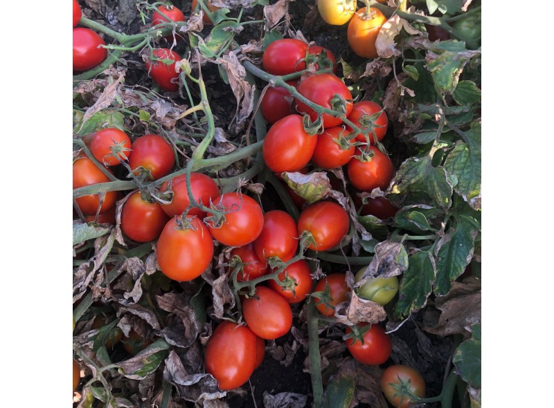 5108 F1 - cемена детерминантного томата, 95-100 дней, 100000сем., Lark Seeds